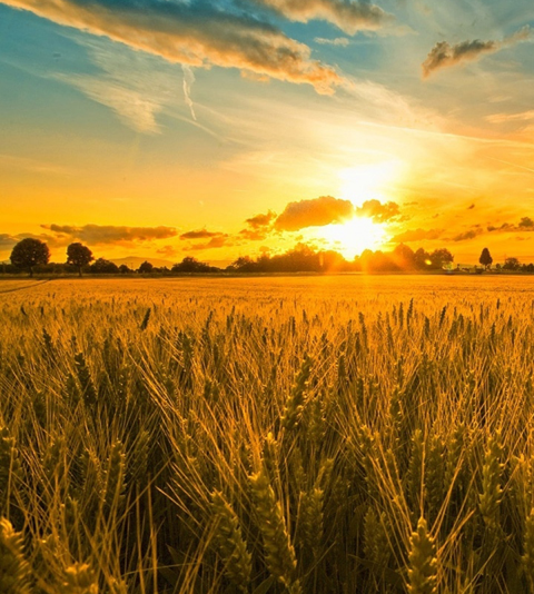 Vodka Grains From 12 Countries